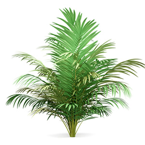 Aerca palm - the best plants for your bedroom